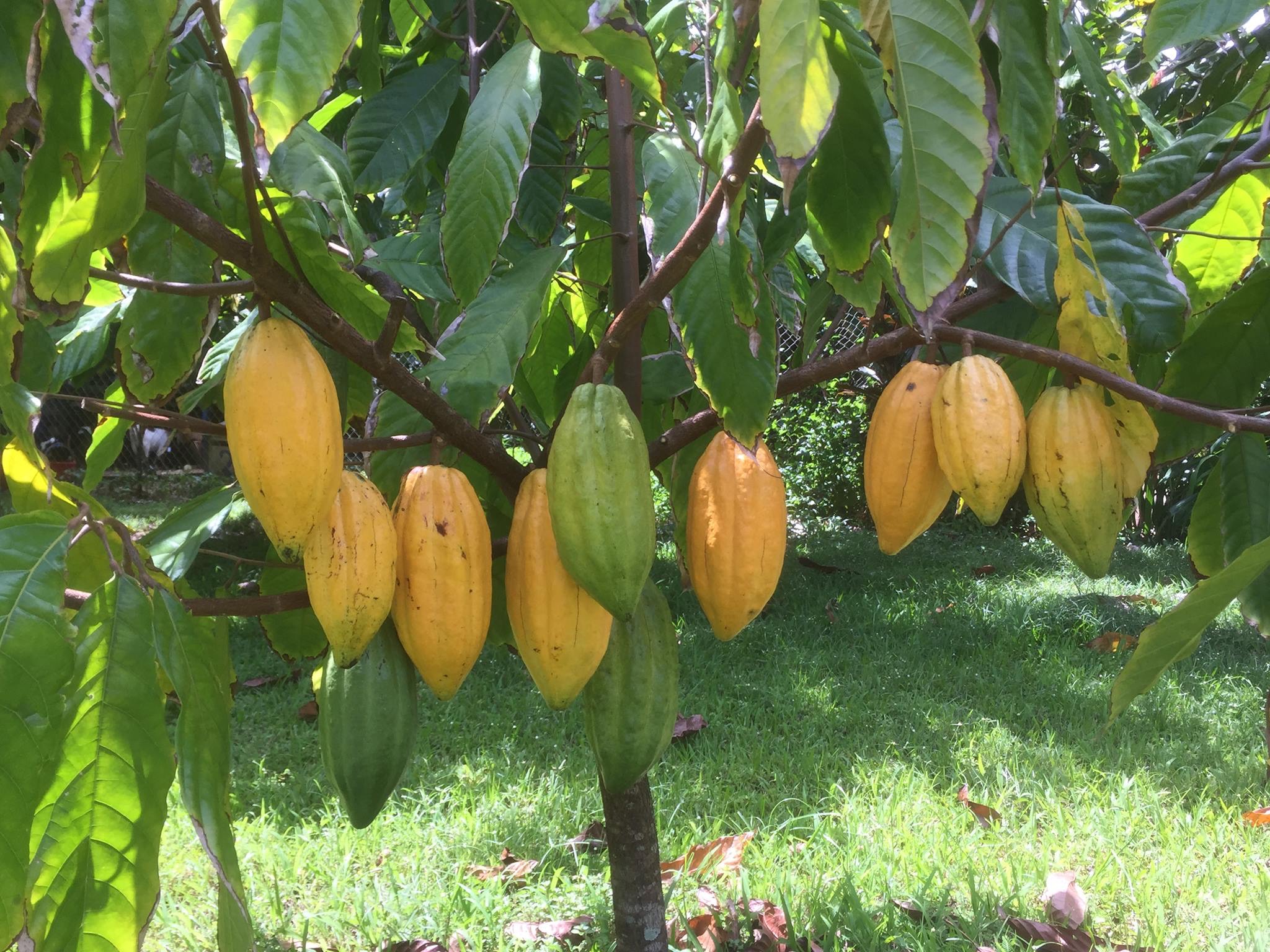 21D cacao tree 21 Degrees Estate