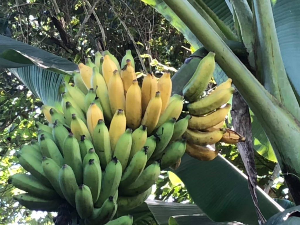 21d bananas