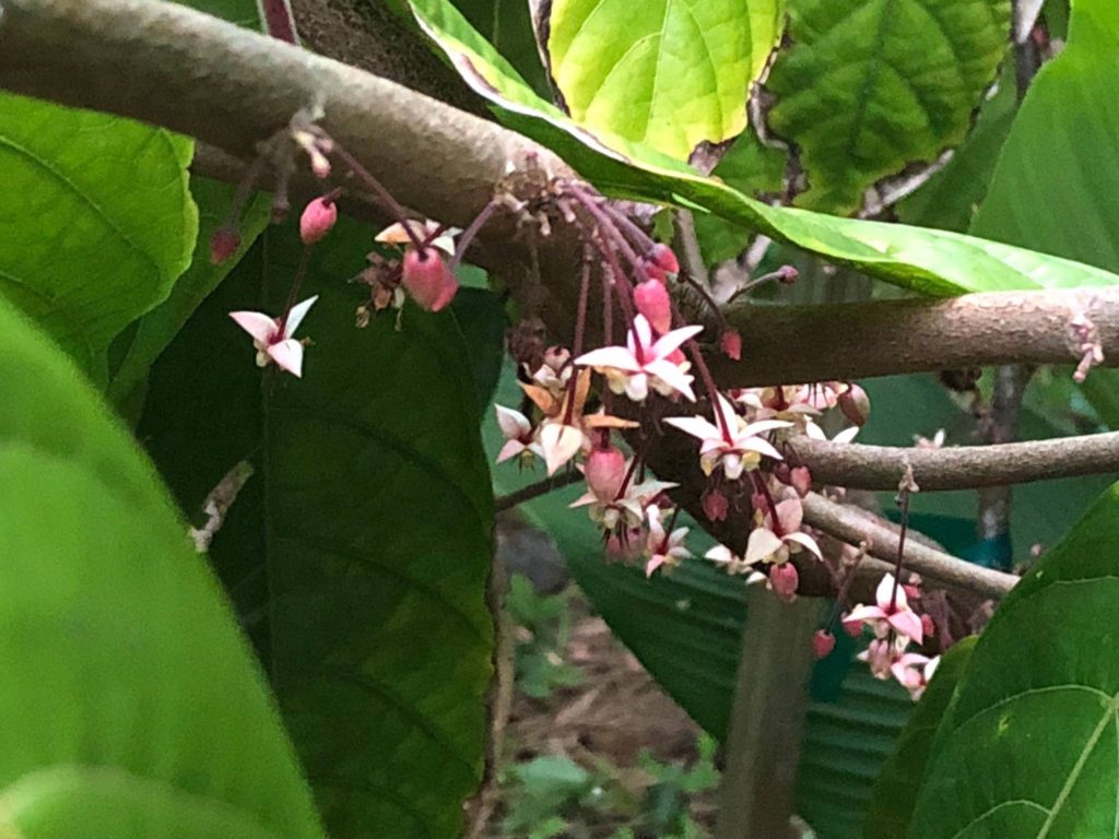 21d cacao blossoms