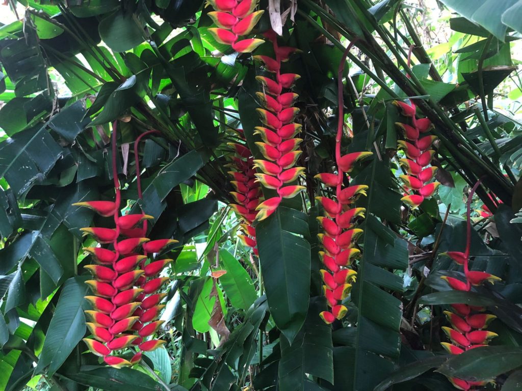 21d lobster claw heliconia