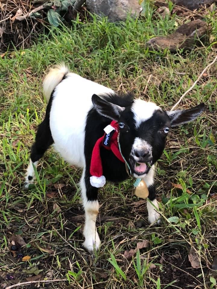 Buddy Goat in Xmas Scarf