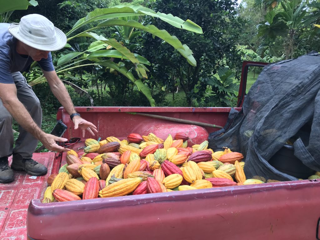 cacao pods in truck